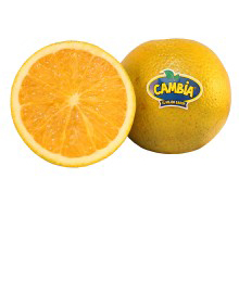 Valencia Extra Valencia Extra